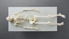 human skeleton-maqueta-9783836572545
