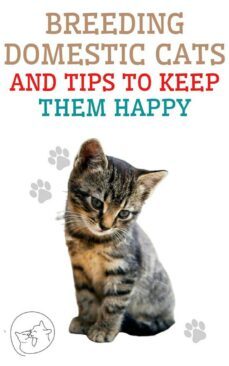 breeding domestic cats and tips to keep them happy (ebook)-9791222411705