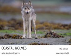 coastal wolves. sette giorni con il branco (ebook)-9788892693715