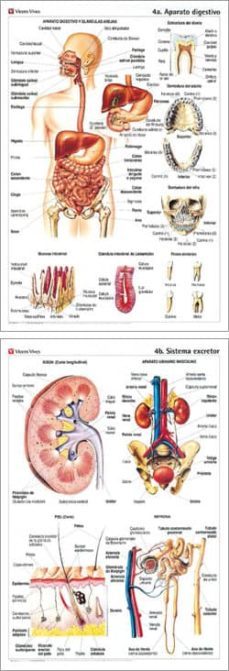 murales de anatomia nº 4: aparato digestivo; sistema excretor (12 7x82)-8429962001535