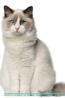 ragdoll cat affirmations workbook ragdoll cat presents-9781526974235