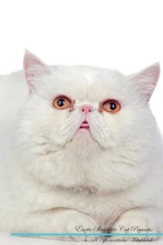 exotic shorthair cat affirmations workbook exotic shorthair cat presents-9781526969965