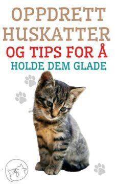oppdrett huskatter og tips for  holde dem glade (ebook)-9791222411965