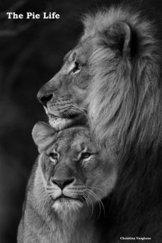 the pie life (ebook)-christina varghese-9783961898275