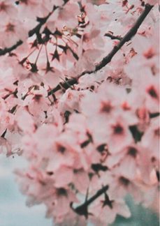 (ebook)-guilherme ferreira bicaio da silva-3410003914995