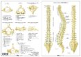 columna vertebral-9788494518515 columna vertebral-9788494518515