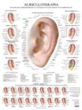 lamina de auriculoterapia-9788416972425 lamina de auriculoterapia-9788416972425