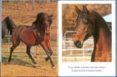 caballos-9788499135335 caballos-9788499135335