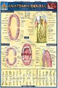 (lamina) anatomia dental-9789702408765 (lamina) anatomia dental-9789702408765